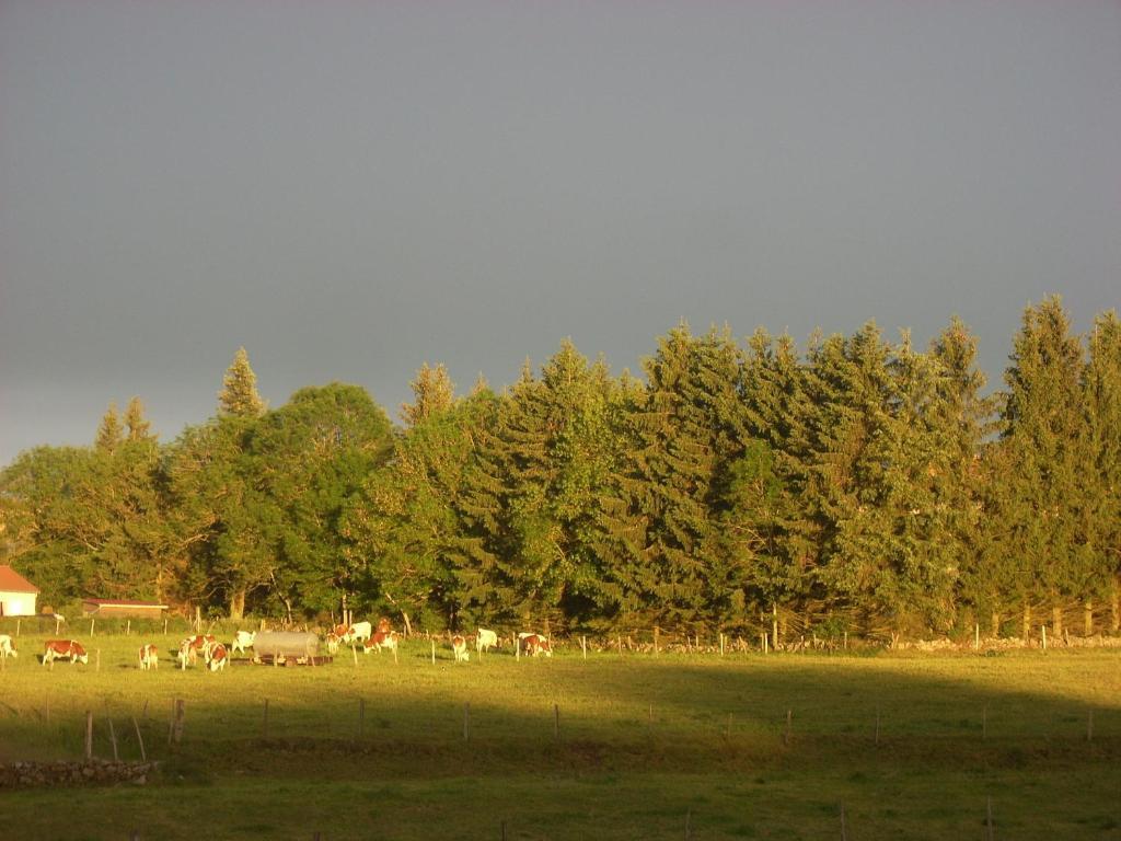 Les Roulottes De La Ferme Des Chanaux Saint-Julien-d'Ance Cameră foto